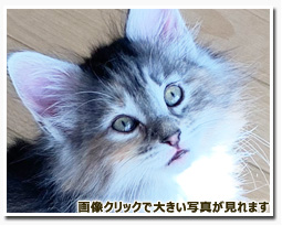 ノルウェージャンフォレストキャット