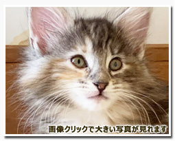 ノルウェージャンフォレストキャット