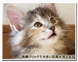 ノルウェージャンフォレストキャット