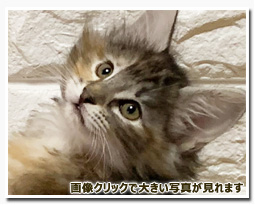 ノルウェージャンフォレストキャット