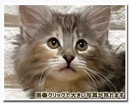 ノルウェージャンフォレストキャット