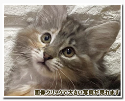 ノルウェージャンフォレストキャット