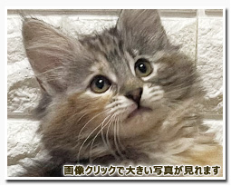 ノルウェージャンフォレストキャット