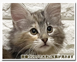 ノルウェージャンフォレストキャット