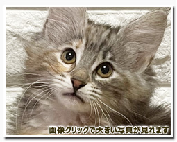 ノルウェージャンフォレストキャット