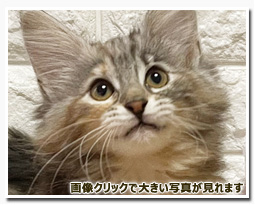 ノルウェージャンフォレストキャット