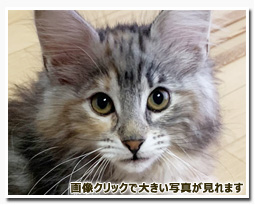 ノルウェージャンフォレストキャット