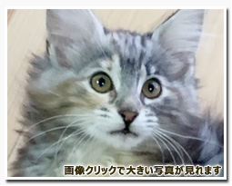 ノルウェージャンフォレストキャット