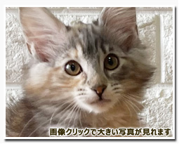 ノルウェージャンフォレストキャット