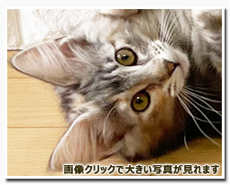 ノルウェージャンフォレストキャット