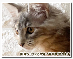 ノルウェージャンフォレストキャット