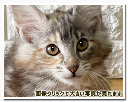 ノルウェージャンフォレストキャット