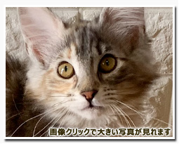 ノルウェージャンフォレストキャット