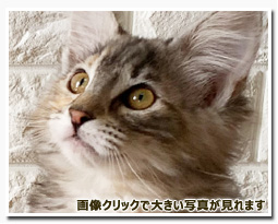 ノルウェージャンフォレストキャット