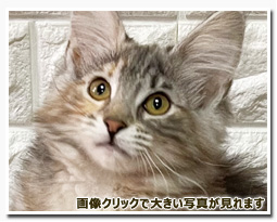 ノルウェージャンフォレストキャット