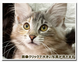 ノルウェージャンフォレストキャット