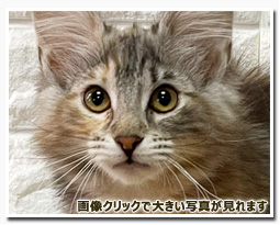 ノルウェージャンフォレストキャット