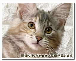 ノルウェージャンフォレストキャット