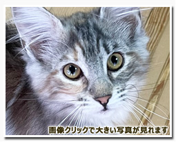 ノルウェージャンフォレストキャット