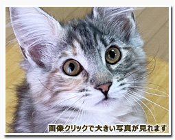 ノルウェージャンフォレストキャット