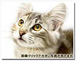 ノルウェージャンフォレストキャット