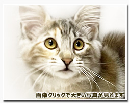 ノルウェージャンフォレストキャット