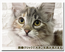 ノルウェージャンフォレストキャット