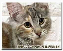 ノルウェージャンフォレストキャット