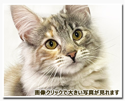 ノルウェージャンフォレストキャット