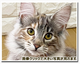 ノルウェージャンフォレストキャット