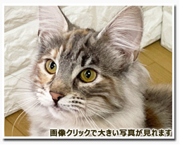 ノルウェージャンフォレストキャット