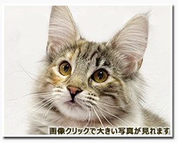 ノルウェージャンフォレストキャット