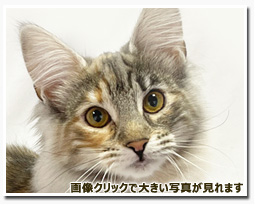 ノルウェージャンフォレストキャット