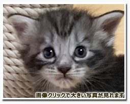 ノルウェージャンフォレストキャット