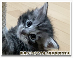 ノルウェージャンフォレストキャット