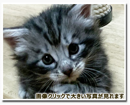 ノルウェージャンフォレストキャット