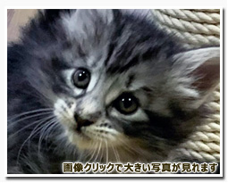 ノルウェージャンフォレストキャット