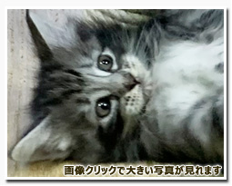 ノルウェージャンフォレストキャット