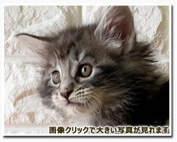 ノルウェージャンフォレストキャット