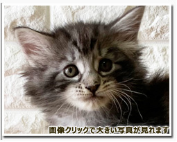 ノルウェージャンフォレストキャット