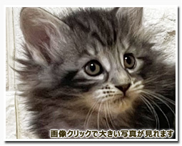 ノルウェージャンフォレストキャット