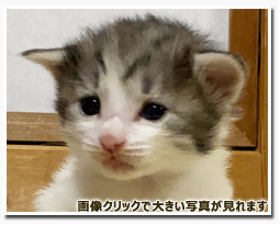 ノルウェージャンフォレストキャット