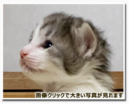 ノルウェージャンフォレストキャット