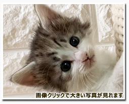 ノルウェージャンフォレストキャット