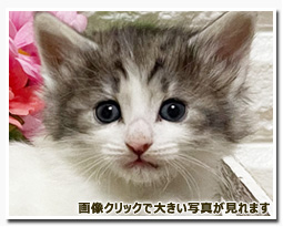 ノルウェージャンフォレストキャット