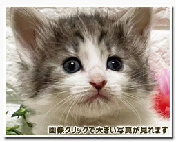 ノルウェージャンフォレストキャット