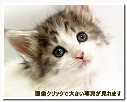 ノルウェージャンフォレストキャット