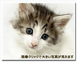 ノルウェージャンフォレストキャット