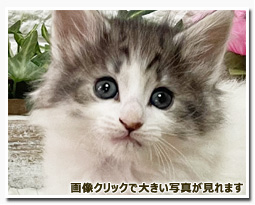 ノルウェージャンフォレストキャット