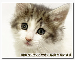 ノルウェージャンフォレストキャット